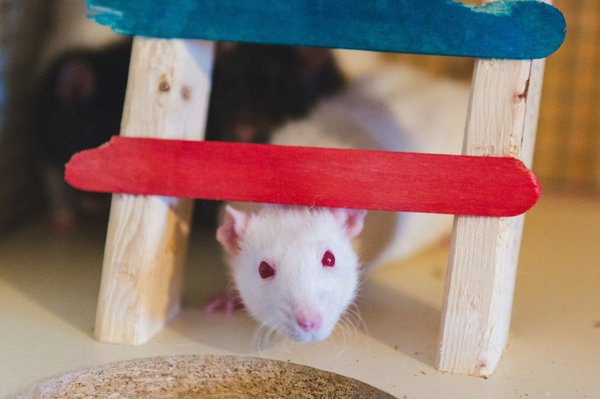 Comment dératiser un lieu soi-même ?